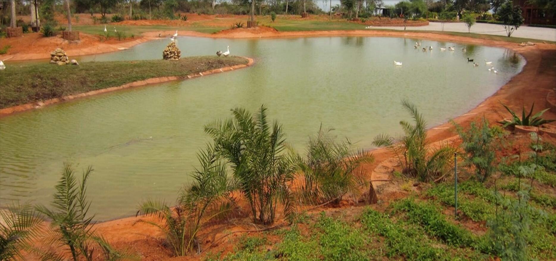 A pond with red soil margins and young palms along the bank.